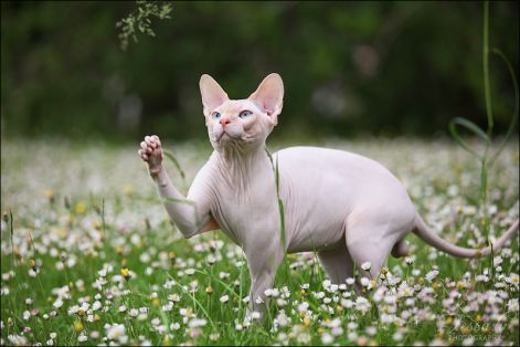 g_-_7752-800x533-tess-canadiansphynx-solo-mioticpupil-pinknose-standing.jpg