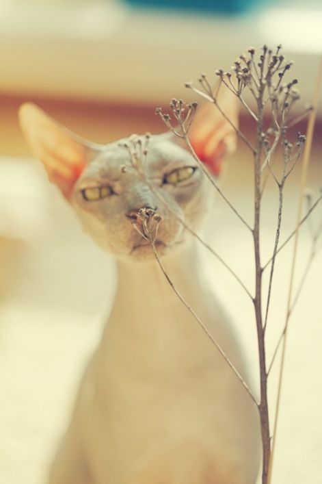 sphinx-cat-sniffing-flowers.jpg